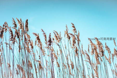 晴空之下，芦苇丛迎风挺立