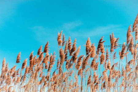 蔚蓝天空下，芦苇如浪起伏