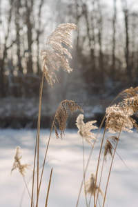 冬日雪地芦苇随风轻舞