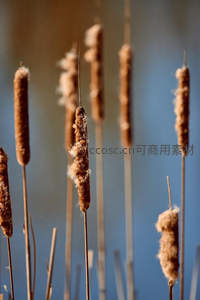 香蒲特写映蓝天背景