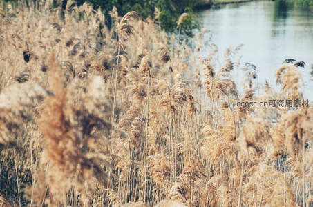 河畔金黄芦苇荡风光