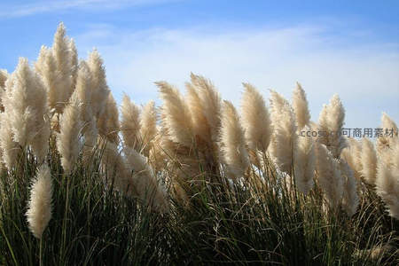 蓝天白云下蓬松蒲苇群