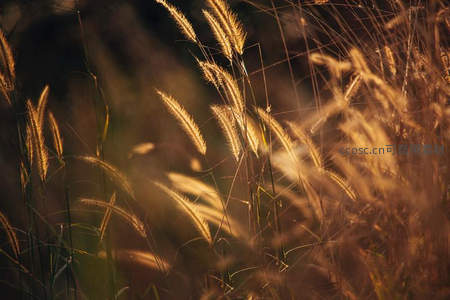 逆光中飞舞的草浪