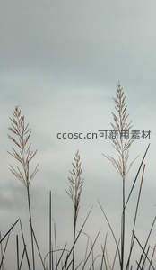 灰空下的芦苇剪影