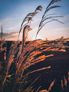 夕阳染红秋日芦苇