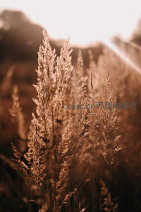 夕阳余晖洒满草尖，金色光晕温暖人心