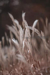 朦胧暮色中的枯草，诉说着季节的私语