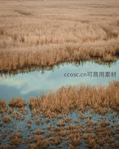 航拍视角下的湿地芦苇，水面倒映天空云影