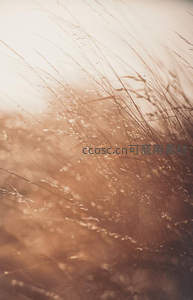 金色夕阳下摇曳的柔美草穗特写