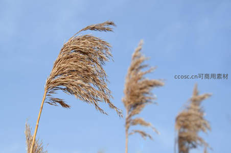 蓝天映衬下随风舞动的芦苇花穗