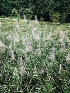 绿野中盛放的白色芦花如雪般浪漫