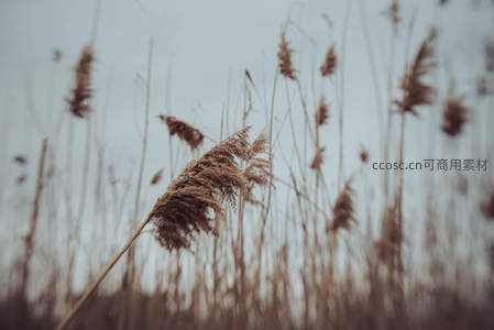 灰调背景下孤独芦苇的深秋写意