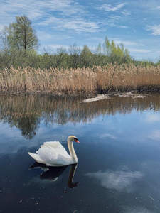 天鹅悠游于芦苇荡旁的静谧湖面