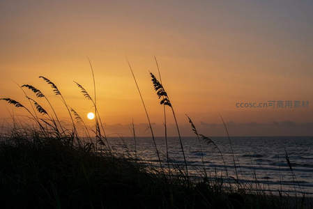 夕阳西下，海草摇曳映晚霞