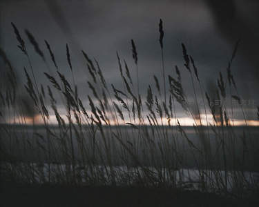 暮色苍茫芦苇丛中透微光