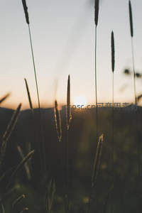 草尖剪影衬托落日余晖暖