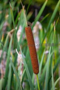 绿叶丛中香蒲果实特写图