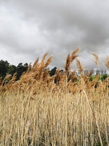 秋日芦苇随风摇曳，云层低垂