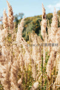 晴空下的芦苇穗，轻盈蓬松