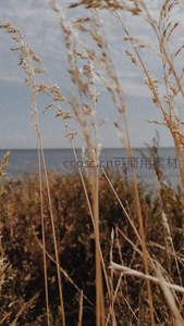 海边枯草，远眺平静海面