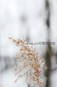 雪中芦苇特写，纤细而坚韧