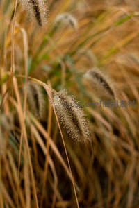 晨露凝结狗尾草，晶莹剔透