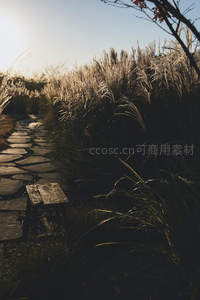 夕阳下的芦苇小径与木凳