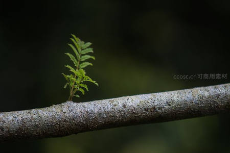 枝头嫩芽在暗影中萌发