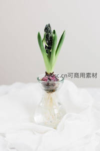 水培风信子花苞待放