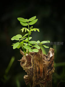 枯木之上新生绿植蓬勃