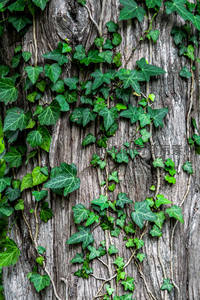 常春藤攀附古树，绿意盎然