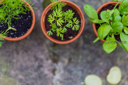 三盆香草盆栽，清新怡人