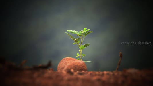 孤苗立于红土，坚韧不拔