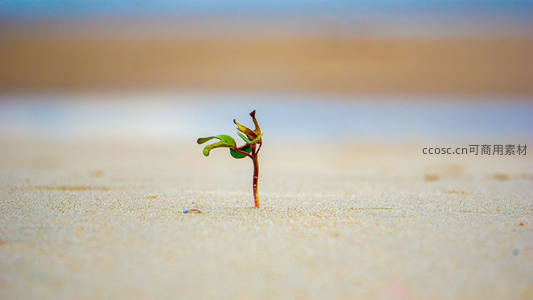 沙滩上孤独的幼苗