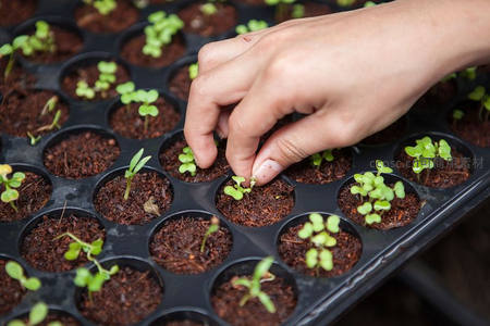 精心呵护育苗盘