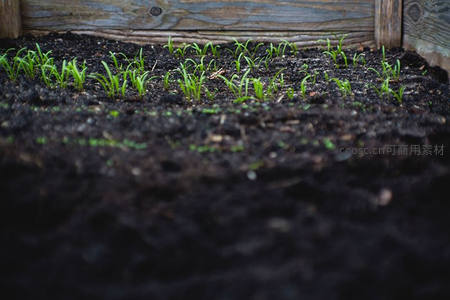 菜畦里整齐的青苗
