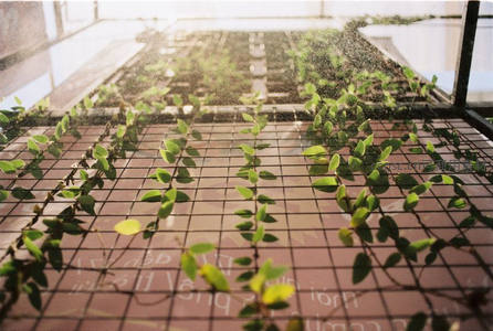 温室喷灌中的幼苗，沐浴阳光茁壮成长