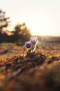 晨曦中绽放的紫色野花，柔光映衬自然之美