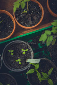多盆育苗静待成长，绿意盎然充满生机