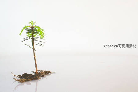 孤独幼苗在纯白背景中顽强生长
