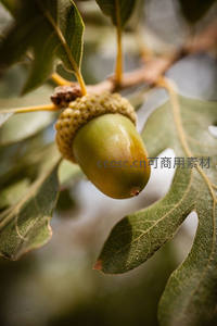 橡树枝头悬挂的青涩橡果特写