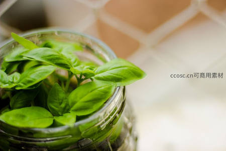 玻璃罐中的罗勒嫩叶生机盎然