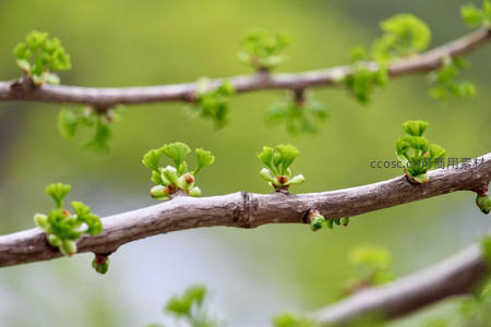 银杏枝头嫩芽初绽春意盎然