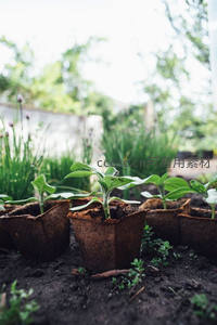 育苗盆中的幼苗，静待茁壮成长