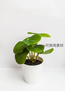 简约白盆绿植，清新治愈的室内风景