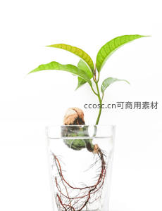 水培植物根系清晰可见，绿叶生机勃勃