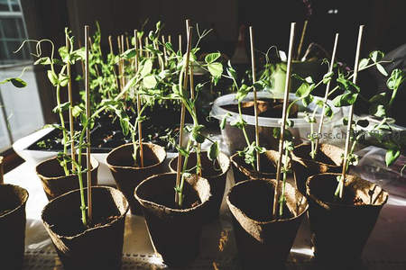 窗边育苗盆栽，阳光洒落绿意盎然