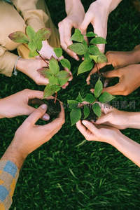 多只手共同托举幼苗，象征团结与环保