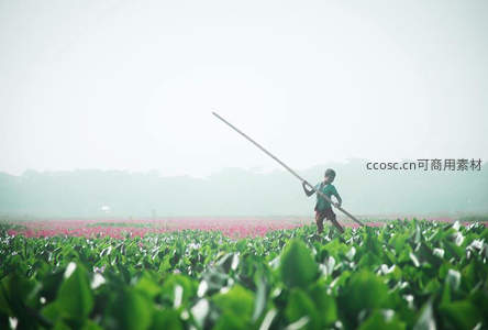 农夫在花海中劳作，手持长杆穿行绿意