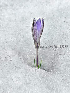 雪地中绽放的紫色番红花，生命顽强